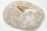 Otodus Shark Tooth Fossil in Rock - Eocene #201182-1